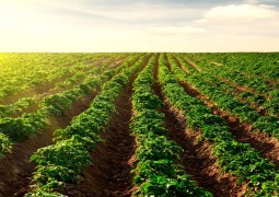 Verde Fertilizantes realiza Audiência Pública sobre Projeto Mina de Rocha Potássica em São Gotardo