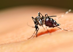 Mortes por dengue chegam a 105 em Minas Gerais, segundo Secretaria de Saúde