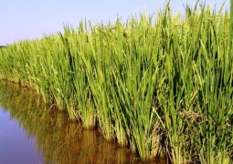 TK47 controla a incidência de brusone de pescoço no cultivo de arroz irrigado