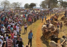 XIV Festival do Carro de Boi é realizado em Matutina