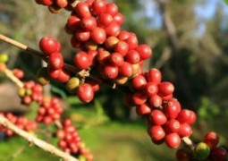 Clima prejudica produção de café em Minas Gerais, aponta Climatempo