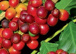Produção mineira de café deve ser menor em 2017, avalia Cooxupé
