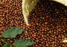 Frio persistente pode afetar colheita de café do Quênia