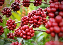 IBGE eleva safra de café do Brasil em 0,7%, para 49,1 milhões de sacas