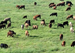 Pecuária: terra deixou de ser o valor mais importante na produtividade, diz GTPS