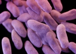 Achada no Brasil bactéria resistente a um dos mais poderosos antibióticos