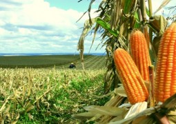 Brasil fatura US$ 4,9 bilhões com exportações de milho em 2015