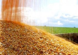 Estoques de milho continuarão baixos em 2017, aponta Agroconsult