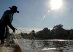 Pescados serão a próxima proteína animal a alimentar o mundo, segundo ONU