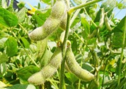Agroconsult projeta aumento de 1,5% no plantio de soja no país
