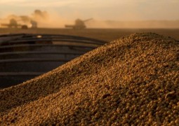 Preço da soja caiu quase 10% em julho, aponta o Cepea