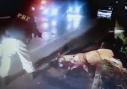 Policia Rodoviária Federal lança nota de esclarecimento sobre execução de animal atropelado na BR 365