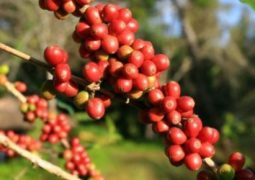 Café: Valores de arábica e robusta sobem no Brasil