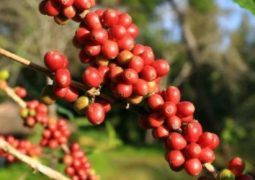 Café: Arábica e robusta seguem em alta no Brasil