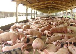 Custo de produção de suínos e frangos cai pelo 2º mês seguido