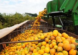 Citros: Laranja pera é negociada acima dos R$ 30,00/cx