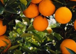 Safra da laranja é reestimada em 1,3% a mais, aponta Fundecitrus