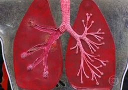 Cientistas dos EUA desenvolvem pequenos pulmões em provetas