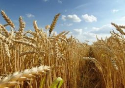Preços do trigo recuam no Brasil antes da colheita, aponta Cepea