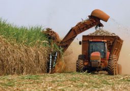 Produtividade de cana tem queda de 9,8% em setembro, segundo UNICA