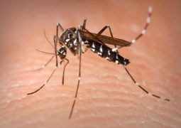 Confirmado primeiro caso de febre Chikungunya em Patos de Minas