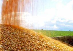 Imea revisa estoques finais de milho da safra 2015/16 para 150 mil toneladas
