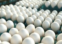Evolução diária dos ovos em outubro acompanha média histórica