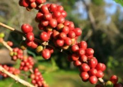 Leilões de café podem zerar estoque do governo em 2017, indica ministério