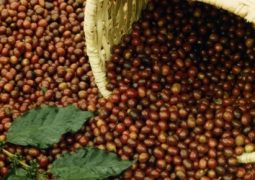 Café: Preços do arábica e robusta seguem em alta no Brasil