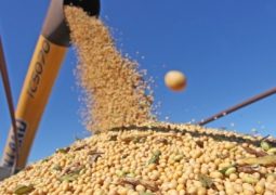 Plantio de soja já atinge 77,6% da área brasileira, estima INTL FCStone