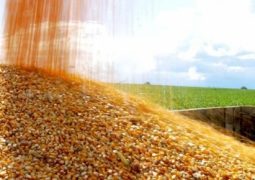 Exportação de milho recua 80% em comparação a outubro de 2015