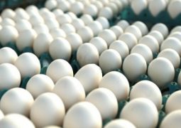 Pressão de baixa continua no mercado de ovos