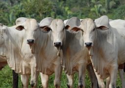 Imea aponta queda no preço do boi gordo nos próximos meses e prevê ano “difícil” para os pecuaristas