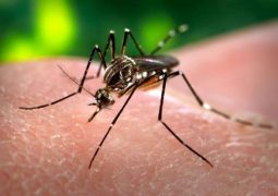 Aedes aegypti: sempre ele