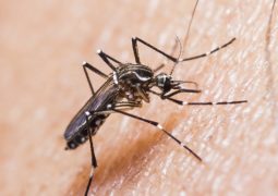 Dengue, zika e chikungunya provocaram 794 mortes em 2016 no Brasil, segundo boletim