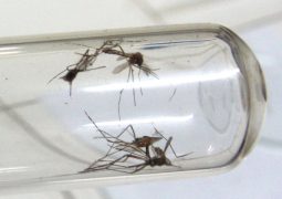 Municípios passam a ser obrigados a fazer levantamento de infestação por Aedes Aegypti