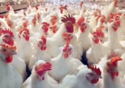 Abates de frangos e suínos no Brasil atingem recordes em 2016, diz IBGE