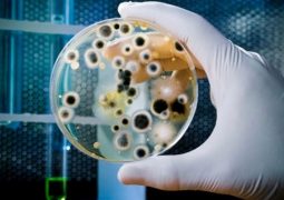 OMS pede o desenvolvimento de novos antibióticos para 12 ‘superbactérias’