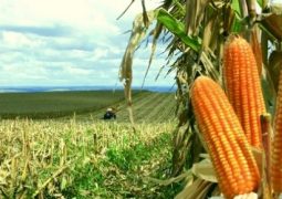 Preços do milho seguem em queda no país, aponta Scot Consultoria