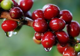 Chuva prejudica a colheita do café produzido em Minas Gerais