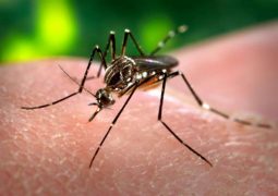 Cientistas criam método mais rápido e barato para detectar zika
