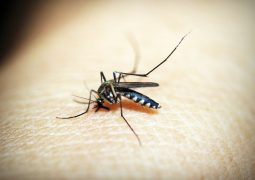 Mosquito infectado com vírus chikungunya é encontrado pela primeira vez no Brasil, segundo pesquisa