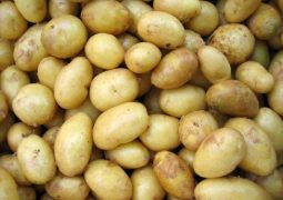 Produtores de batata vivem realidades distintas em Minas Gerais