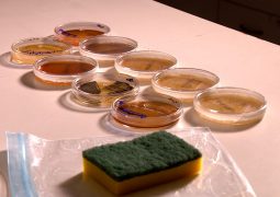Esponja de lavar louça acumula 680 milhões de fungos e bactérias em 15 dias de uso, diz pesquisa