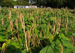 Plantações de feijão e de algodão estão proibidas em Minas Gerais