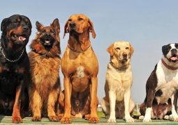 Cachorros podem ter Alzheimer? Saiba mais dessa doença que também afeta aos pets