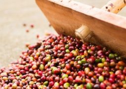 Setor de café do Brasil vê fim da perspectiva de ‘supersafra’ em 2018 com clima seco