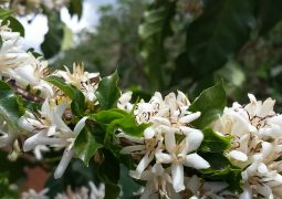 Café: Temperaturas elevadas ocasionam o abortamento da florada em Carmo do Paranaíba