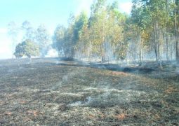 Incêndio consome cerca 400 hectares de vegetação e deixa rastro de destruição em Patos de Minas