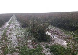 Chuva de granizo causa prejuízo de milhões de reais a produtores rurais em Rio Paranaíba